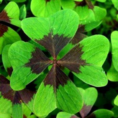 游戏官网平台入口